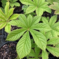 Rodgersia aesculifolia 